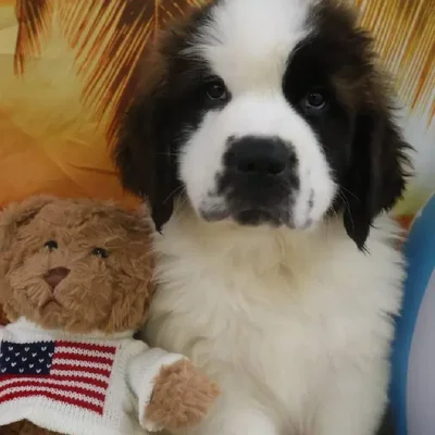 Male Saint Bernard Puppy for Sale in Monroeville, PA