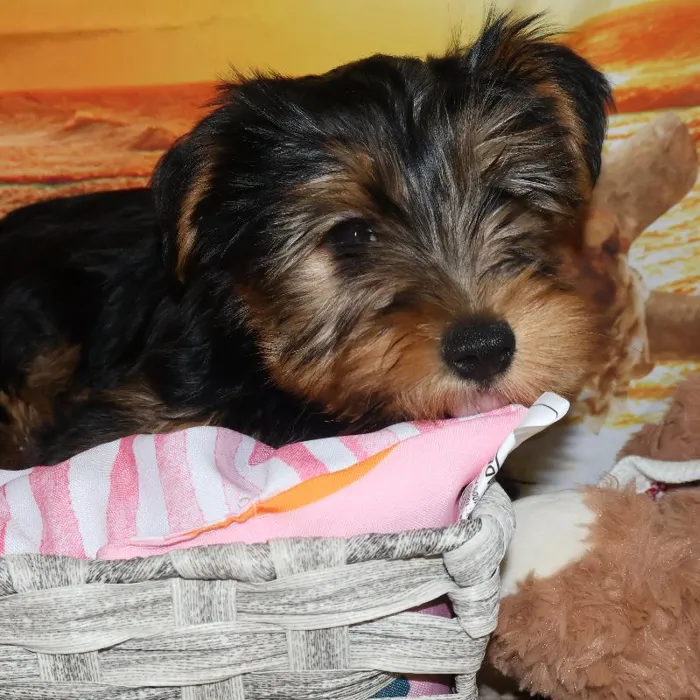Male Yorkie Puppy for Sale in Monroeville, PA