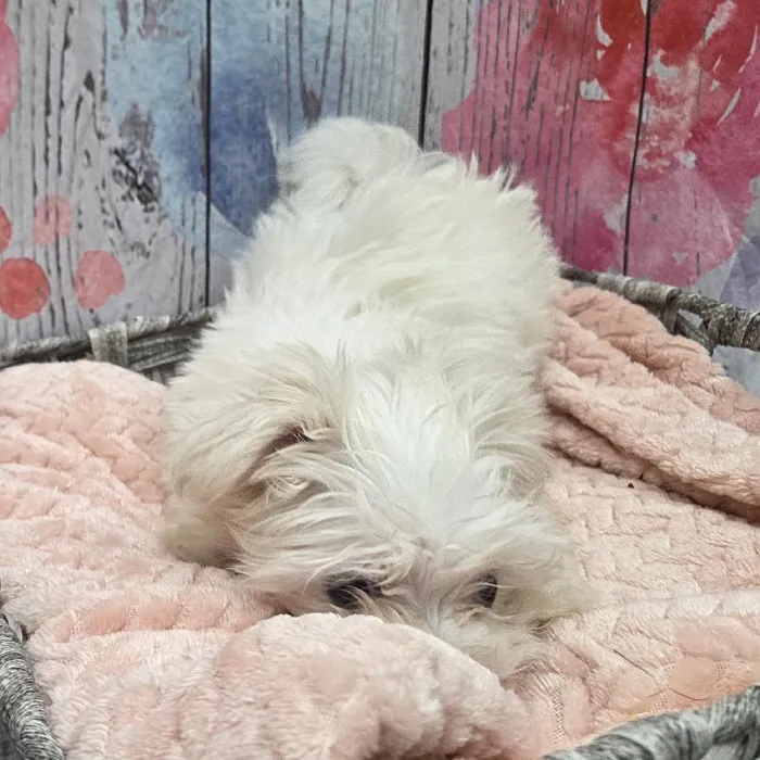 Female Maltese Puppy for Sale in Monroeville, PA