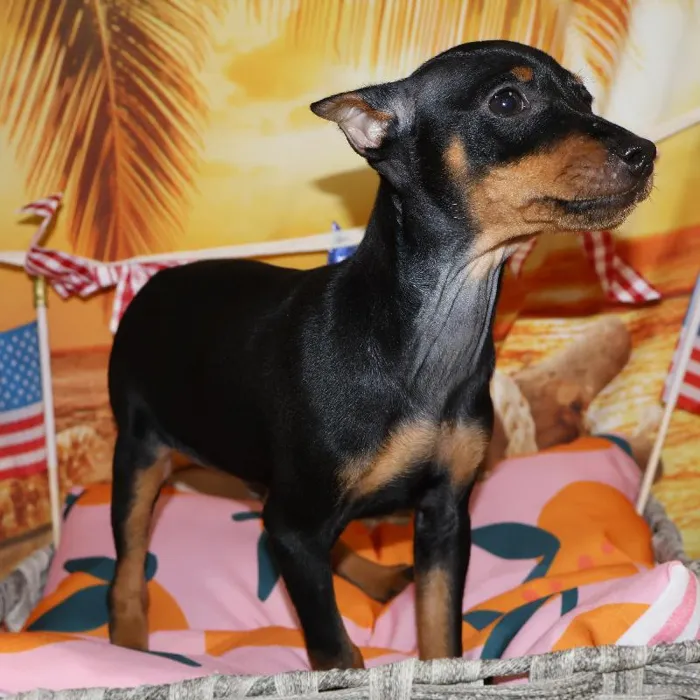 Male Min Pin puppy named Loki for sale at Petland Monroeville.