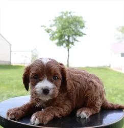 car_main_img_/media/ap_media/pets/YPSGUCSYPFHZ33024.webp.250x250_q85.webp