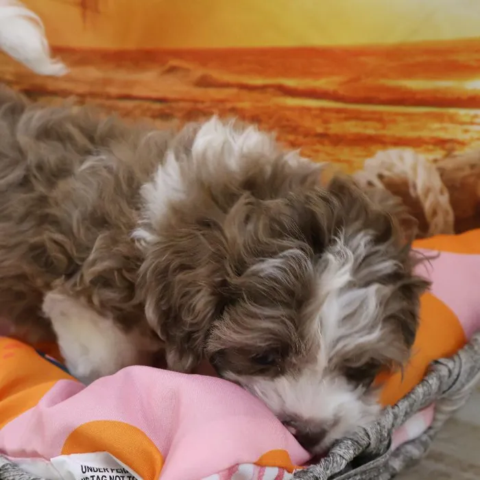 Male Shipoo Puppy for Sale in Monroeville, PA