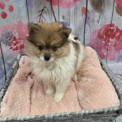 Male Pomeranian Puppy for Sale in Monroeville, PA