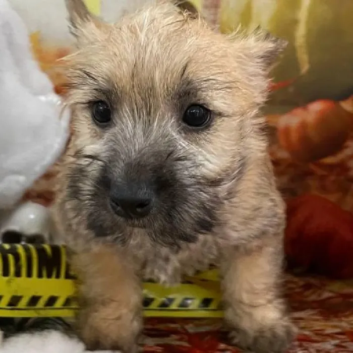 Female Cairn Terrier Puppy for Sale in Monroeville, PA