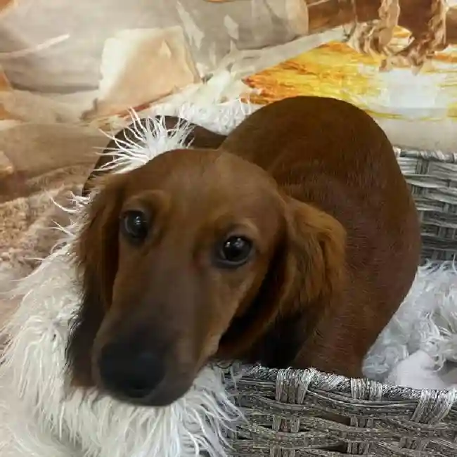 Male Dachshund Puppy for Sale in Monroeville, PA