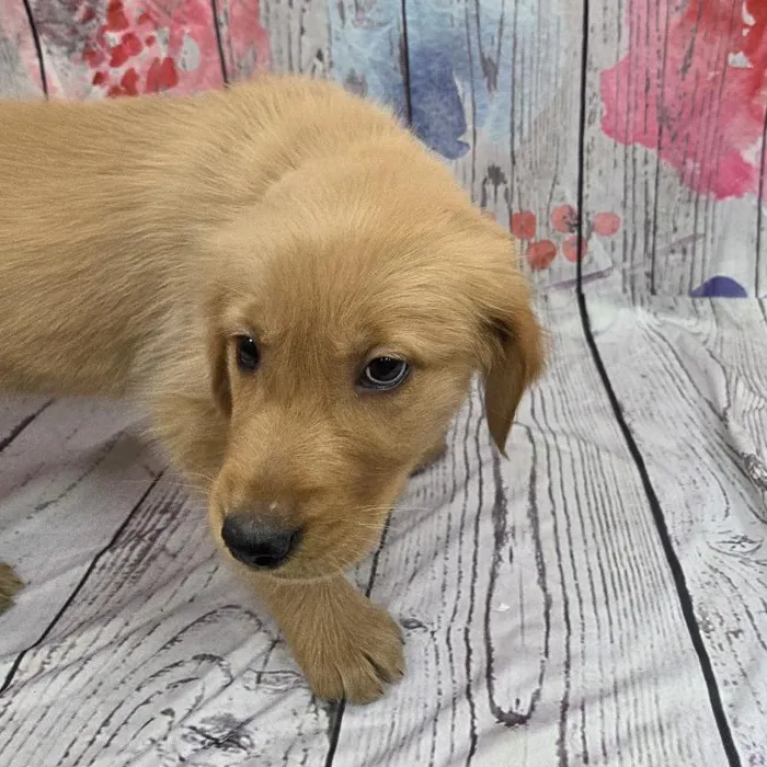 Male Golden Retriever Puppy for Sale in Monroeville, PA