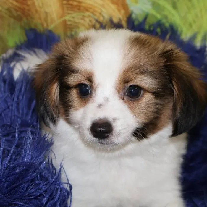 Male Papillon puppy named Jesse for sale at Petland Monroeville.