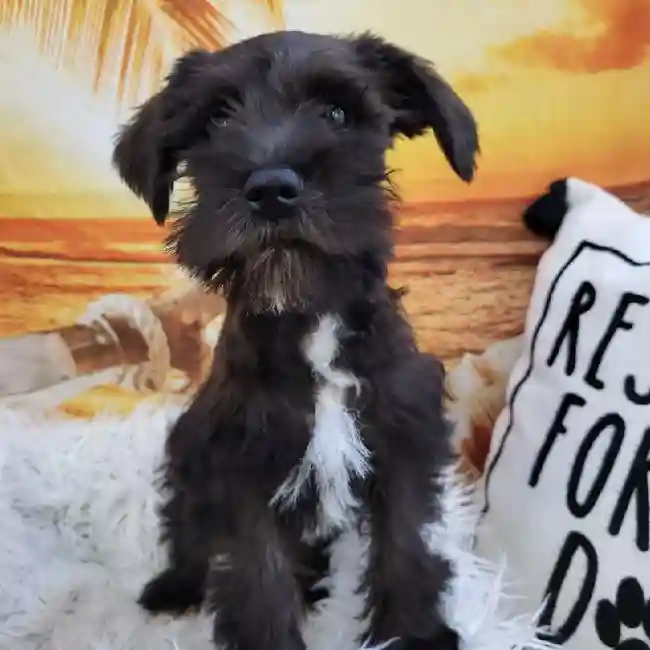 Female Mini Schnauzer Puppy for Sale in Monroeville, PA