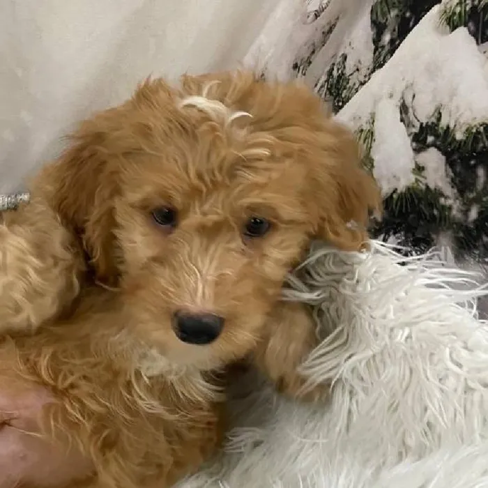 Male Mini Bernedoodle Puppy for Sale in Monroeville, PA