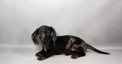 Female Dachshund puppy named Kay for sale at Petland Monroeville.