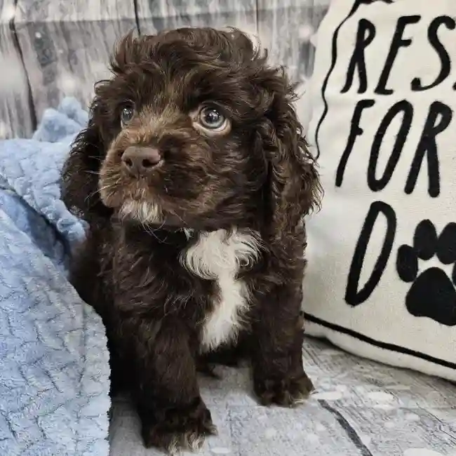 Male Cockapoo Puppy for Sale in Monroeville, PA