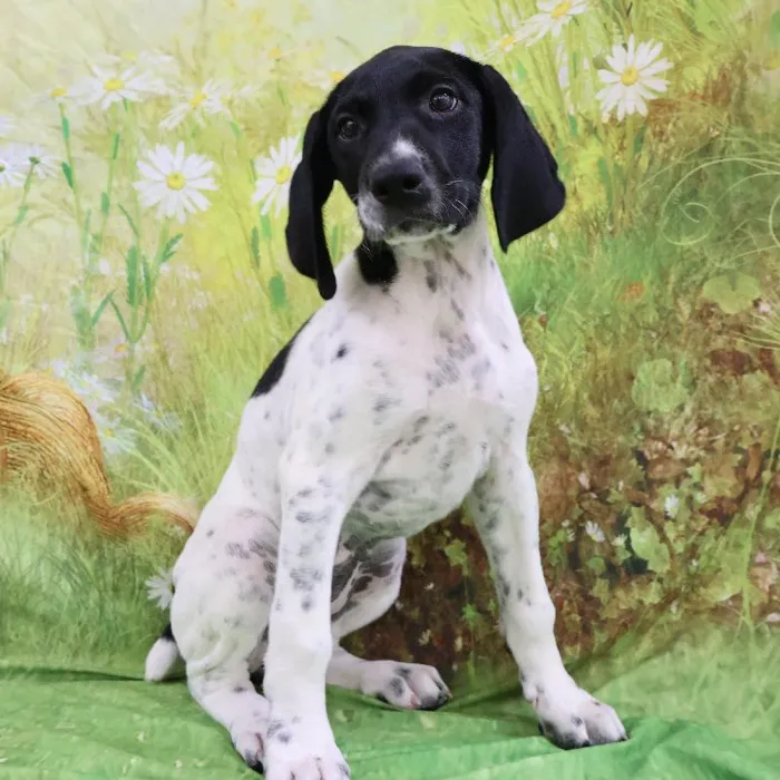 Female German Shorthaired Pointer puppy named Storm for sale at Petland Monroeville.