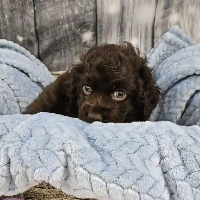 Male Cockapoo Puppy for Sale in Monroeville, PA
