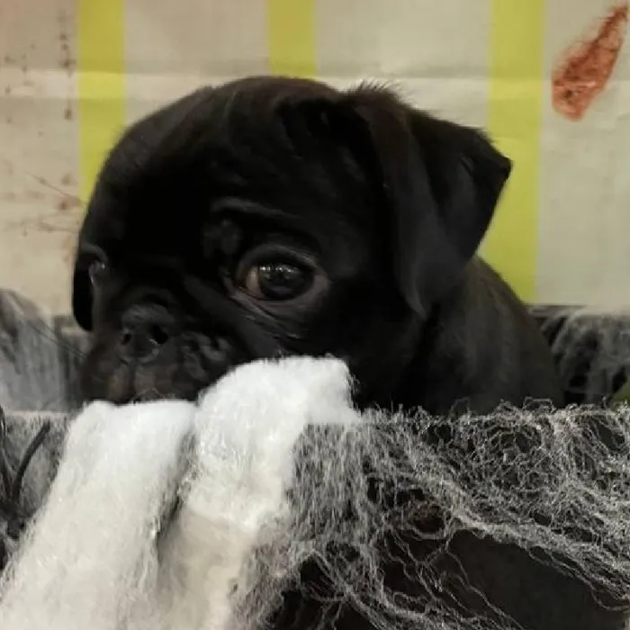 Female Pug Puppy for Sale in Monroeville, PA