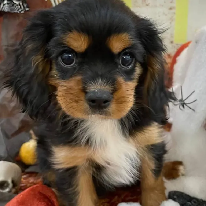 Male Cavalier King Charles Spaniel Puppy for Sale in Monroeville, PA