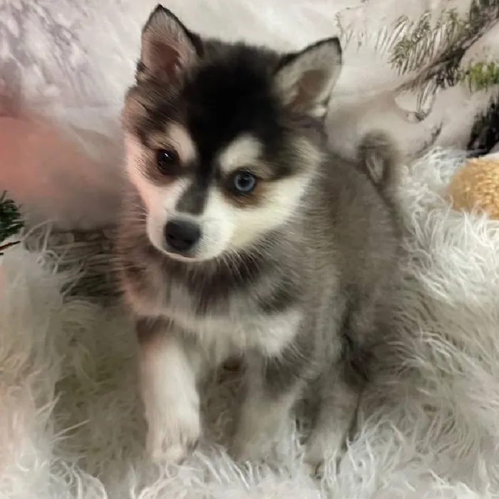 Female Alaskan Klee Kai Puppy for Sale in Monroeville, PA