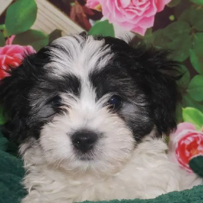 Male Teddy Bear Puppy for Sale in Monroeville, PA