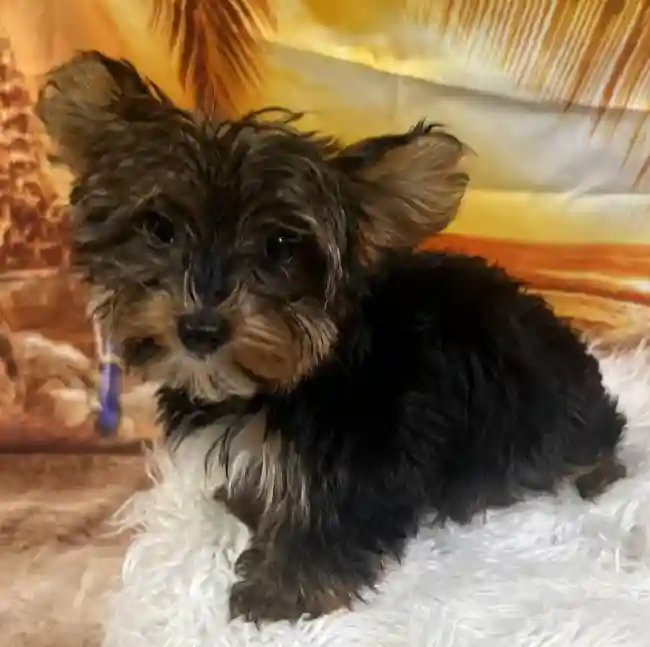 Female Yorkie Puppy for Sale in Monroeville, PA