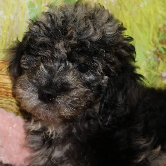 Female Cock A Poo 2Nd Gen puppy named Aurora for sale at Petland Monroeville.