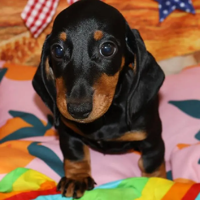 Male Dachshund puppy named Enzo for sale at Petland Monroeville.