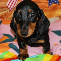 Male Dachshund puppy named Enzo for sale at Petland Monroeville.