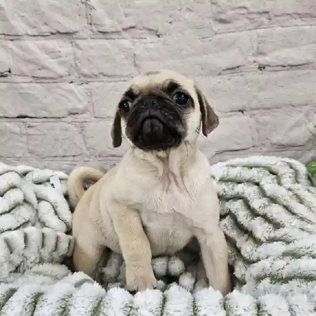 Female Pug Puppy for Sale in Monroeville, PA