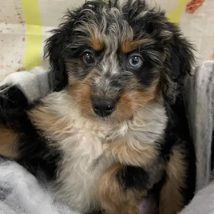 Female Mini Bernedoodle 2nd Gen Puppy for Sale in Monroeville, PA