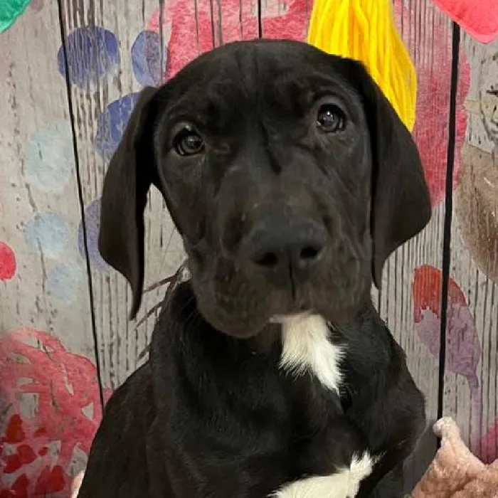 Male Great Dane Puppy for Sale in Monroeville, PA