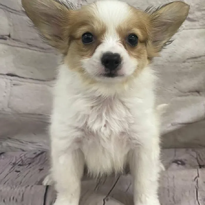 Male Papillon Puppy for Sale in Monroeville, PA