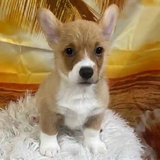 Female Pembroke Welsh Corgi Puppy for Sale in Monroeville, PA