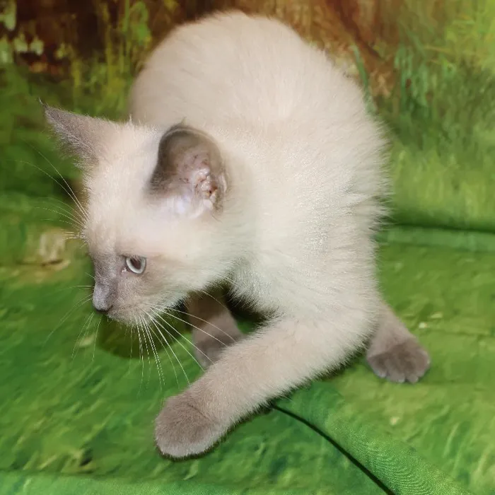 Male Siamese kitten named Milo for sale at Petland Monroeville.