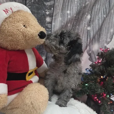 Male Mini Goldendoodle Puppy for Sale in Monroeville, PA