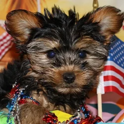 Female Yorkie puppy named Sammie for sale at Petland Monroeville.