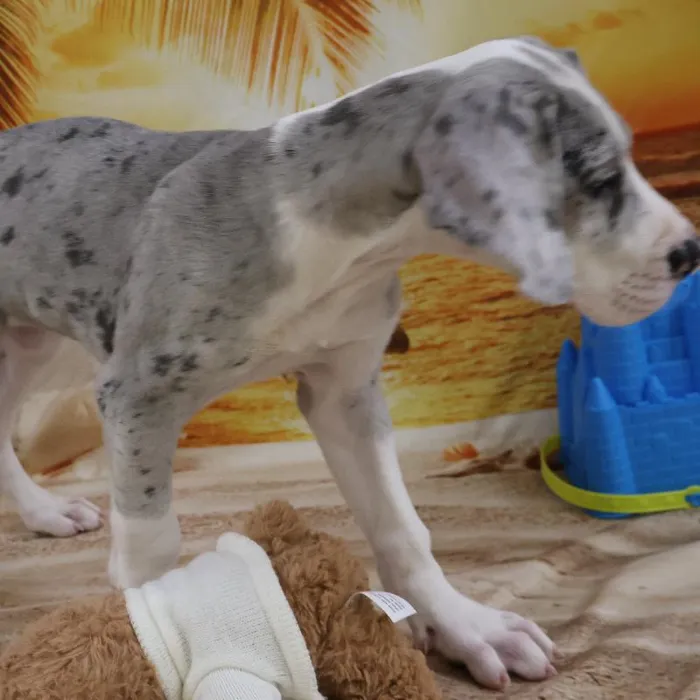 Female Great Dane Puppy for Sale in Monroeville, PA