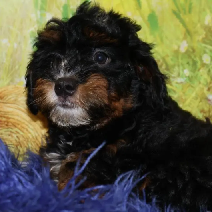 Male Mini Bernedoodle puppy named Jackson for sale at Petland Monroeville.