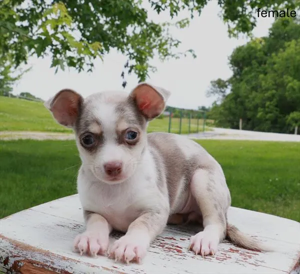 Female Chihuahua puppy named Vicki for sale at Petland Monroeville.