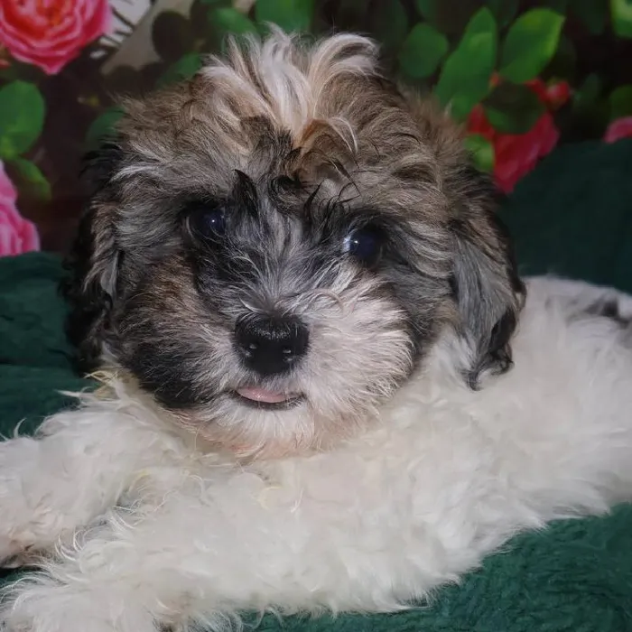 Male Havanese Puppy for Sale in Monroeville, PA