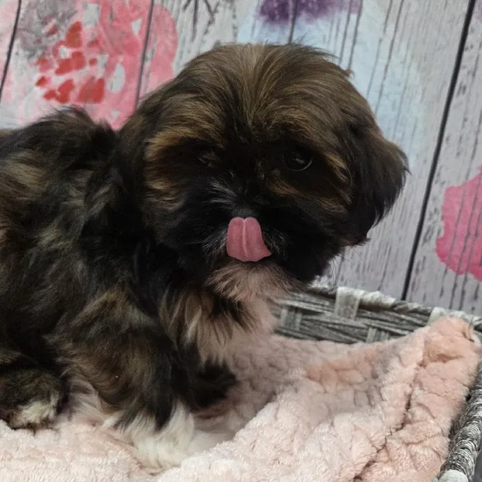 Male Lhasa Apso Puppy for Sale in Monroeville, PA