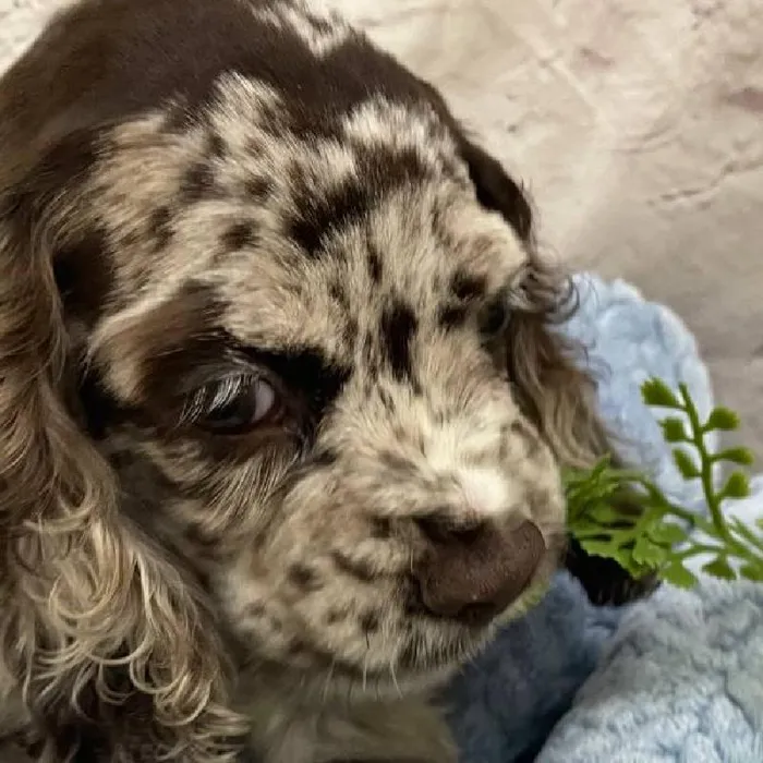 Male Cocker Spaniel Puppy for Sale in Monroeville, PA