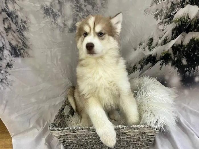 Male Siberian Husky Puppy for Sale in Pittsburgh, PA