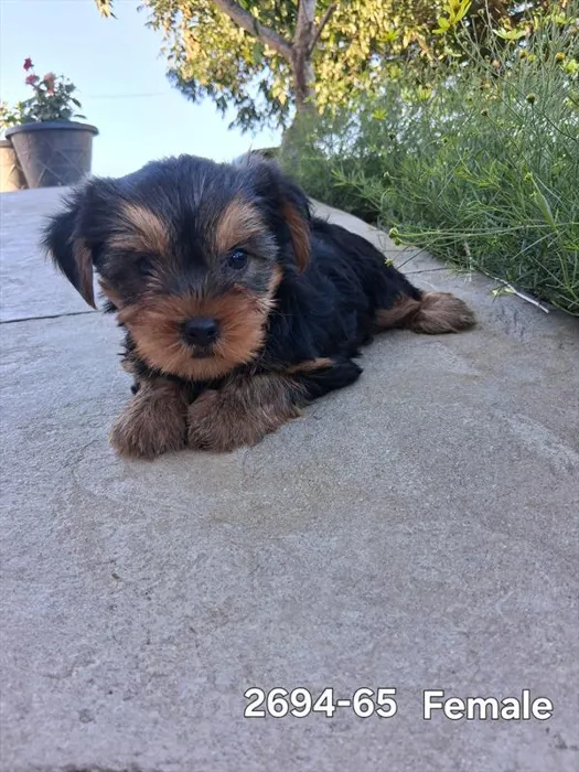 Female Yorkie puppy named Princess for sale at Petland Monroeville.