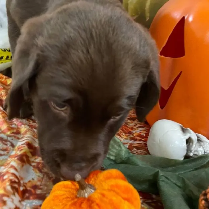 Female Labrador Retriever Puppy for Sale in Monroeville, PA