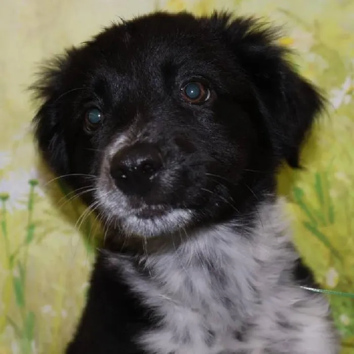 Female Border Collie puppy named Sonya for sale at Petland Monroeville.