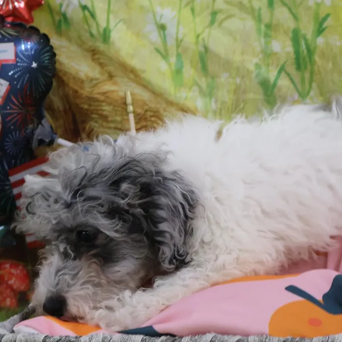 Male Mini Poodle puppy named Jeff for sale at Petland Monroeville.