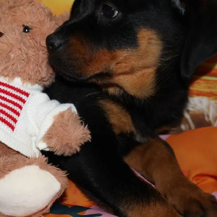 Female Rottweiler puppy named Rosita for sale at Petland Monroeville.