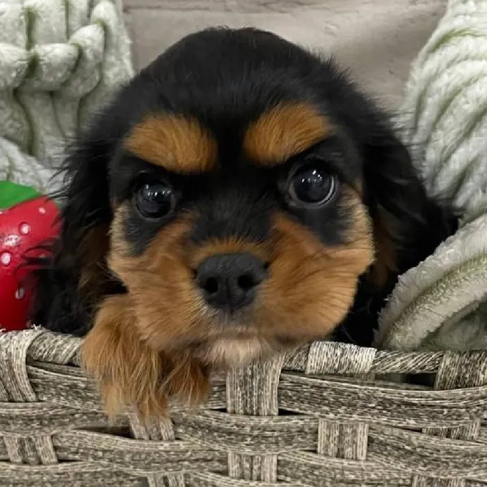 Female Cavalier King Charles Spaniel Puppy for Sale in Monroeville, PA