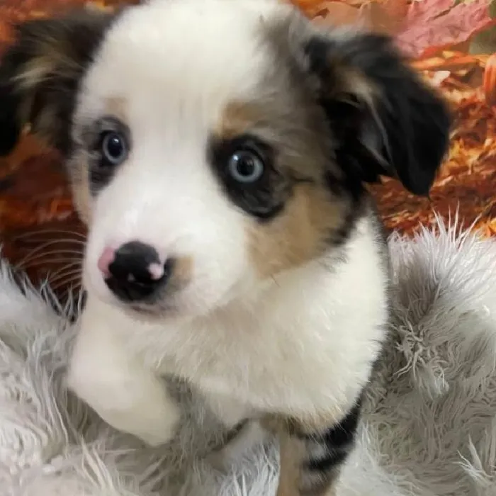 Female Australian Shepherd Puppy for Sale in Monroeville, PA