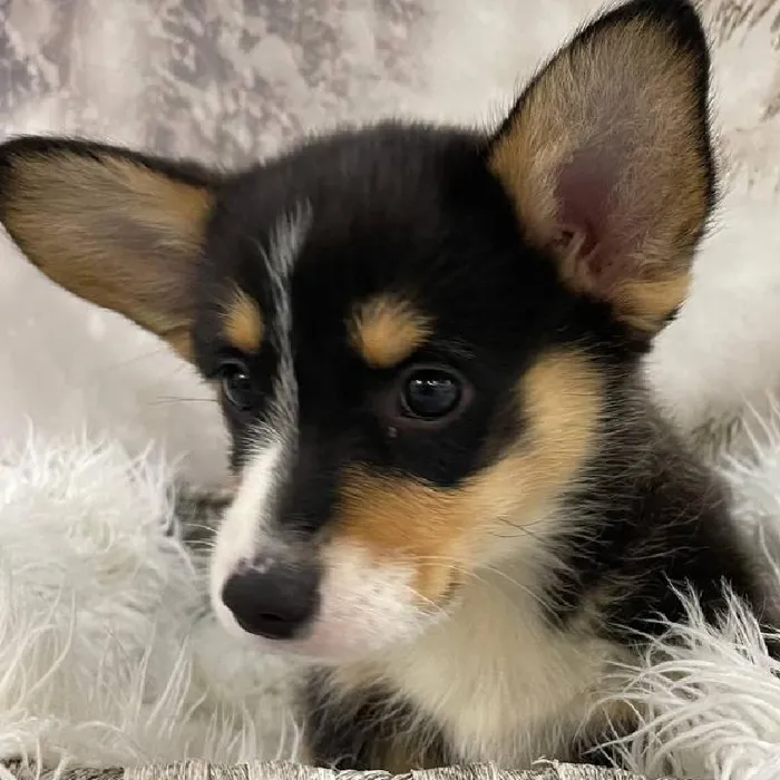 Male Pembroke Welsh Corgi Puppy for Sale in Monroeville, PA
