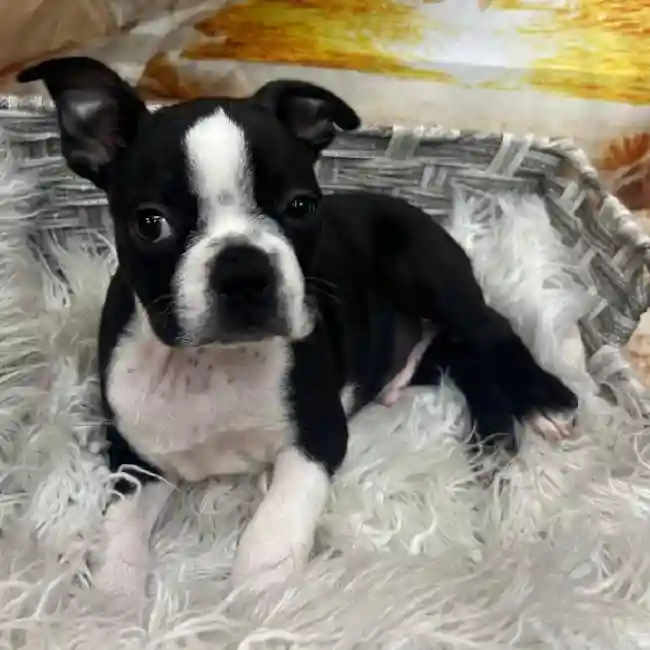 Male Boston Terrier Puppy for Sale in Monroeville, PA