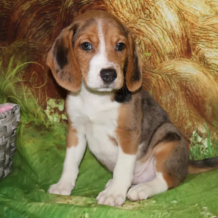 Male Beagle puppy named Tyler for sale at Petland Monroeville.